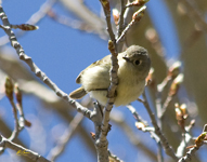 Ruby crowned Kinglet 6790